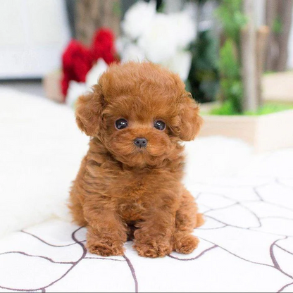 Cuddly plush puppy toy with realistic design, a soft stuffed animal for kids and a thoughtful gift for dog lovers.