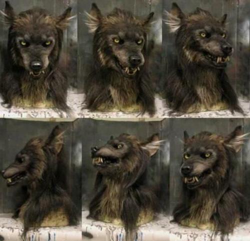 Unisex realistic wolf mask, ideal for Halloween, horror costume & werewolf cosplay. Scary animal face.