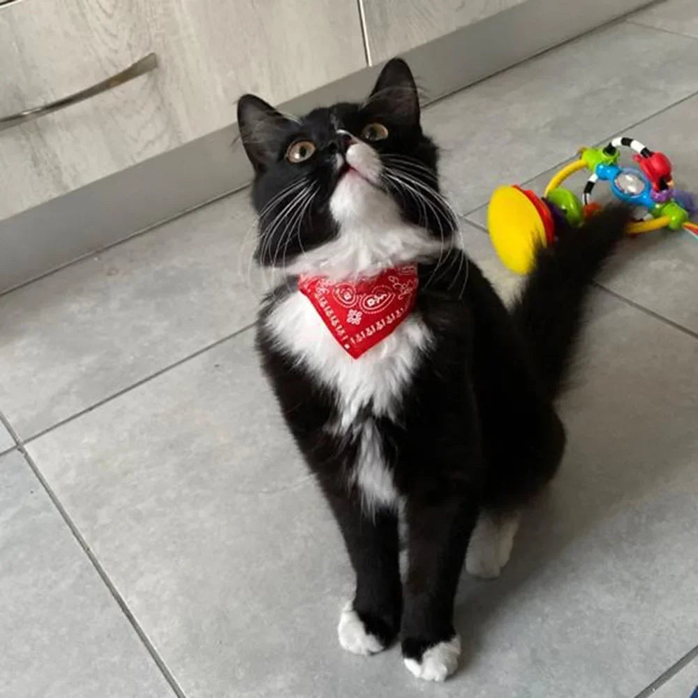 Blue cat bandana collar with easy adjustability, a fashionable & comfortable accessory for your pet.