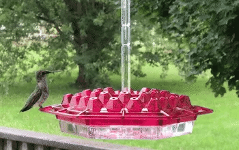 Polycarbonate ant-proof hanging feeder for hummingbirds, ensuring a secure and clean backyard attraction.