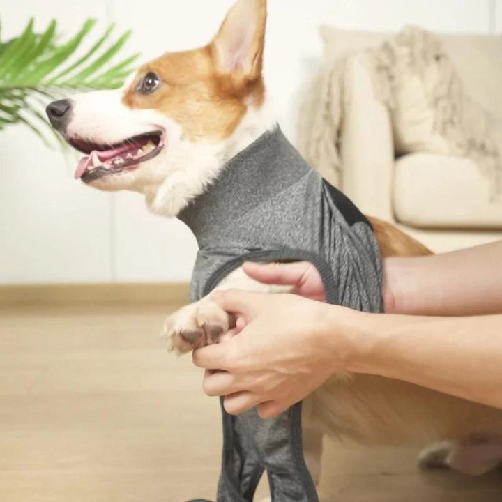 Professional grey dog recovery suit, a reusable pet surgery cone alternative. Ensures wound protection, comfort & faster recovery.