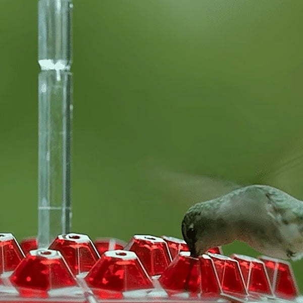 Bright red hummingbird feeder, easy to hang, featuring an ant moat for garden bird feeding.
