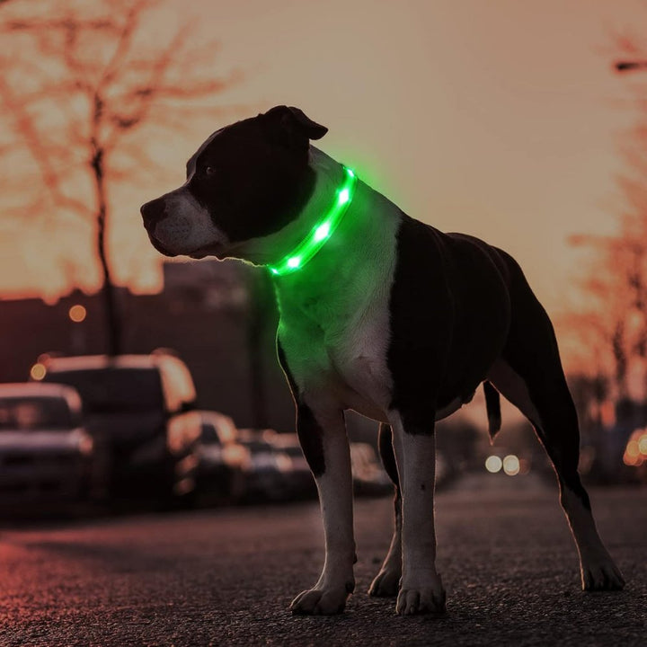 Reflective AirTag dog collar for enhanced pet safety. Secure AirTag holder, visible at night for tracking.