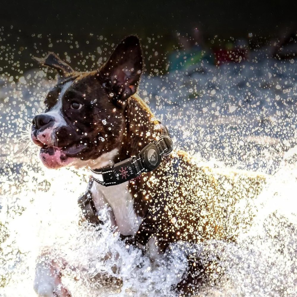 Waterproof AirTag dog collar with integrated holder. Reflective for night visibility, essential pet safety.