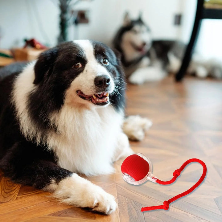 Engaging smart interactive rolling ball toy, perfect for dog and cat entertainment & active, healthy play.