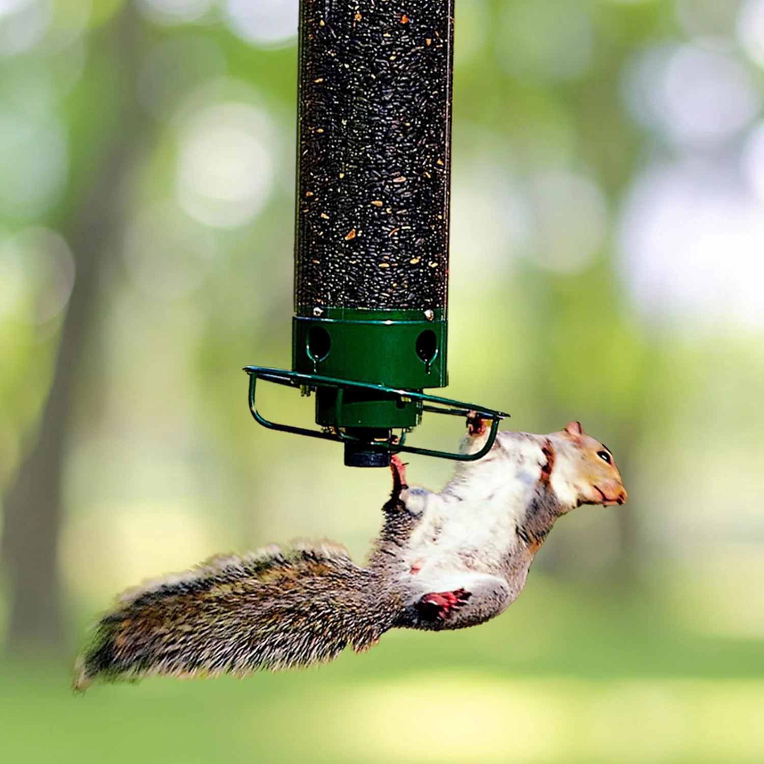 Squirrel proof wild bird feeder for backyard garden, keeping seed safe from squirrels.