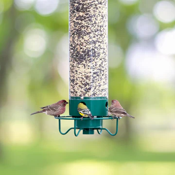 A happy wild bird feeding from a hanging squirrel proof feeder in a vibrant garden setting.